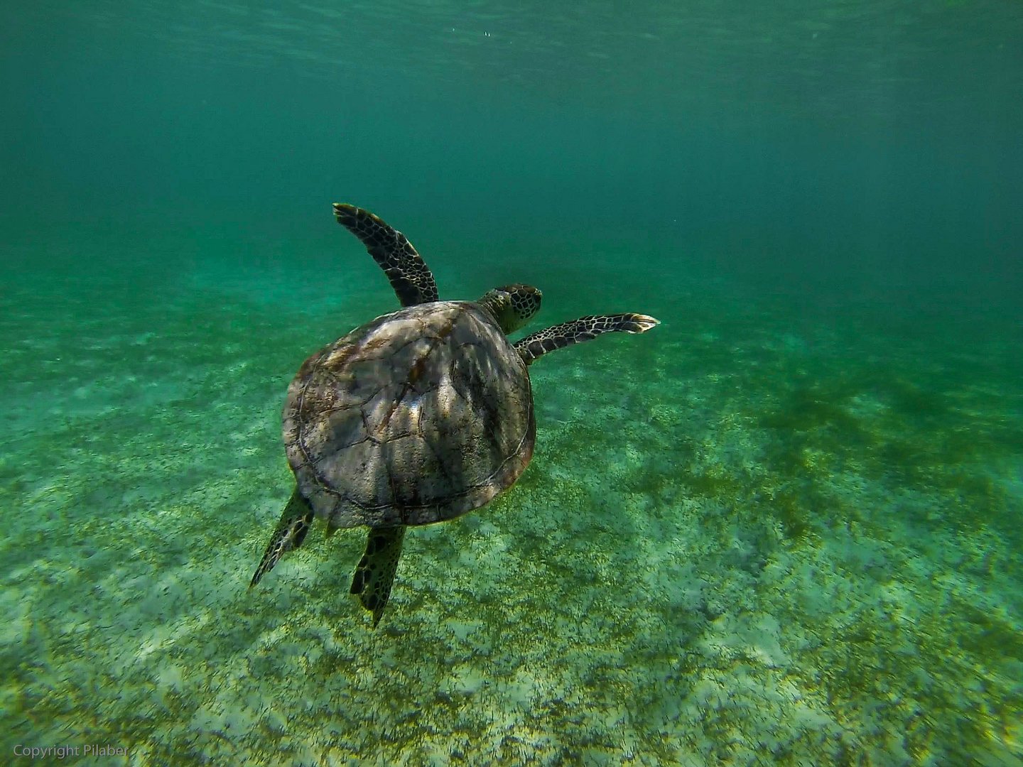 Wasser Schildkröte