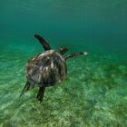 Wasser Schildkröte