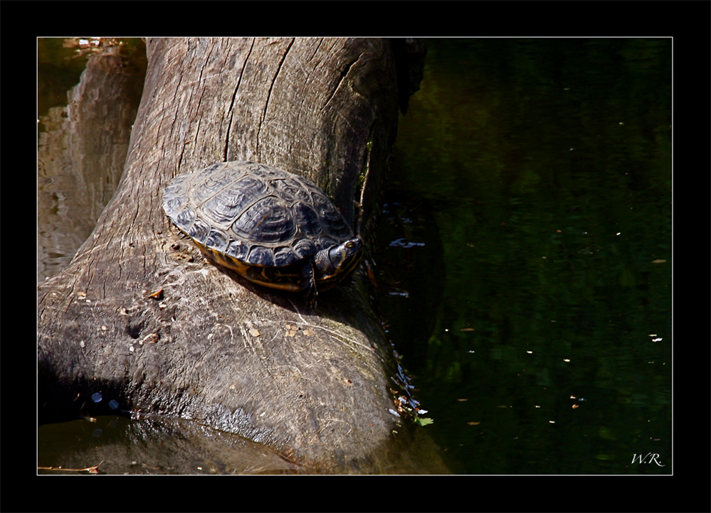 Wasser-Schildkröte...