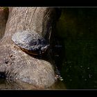 Wasser-Schildkröte...