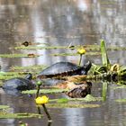 Wasser Schildkröten