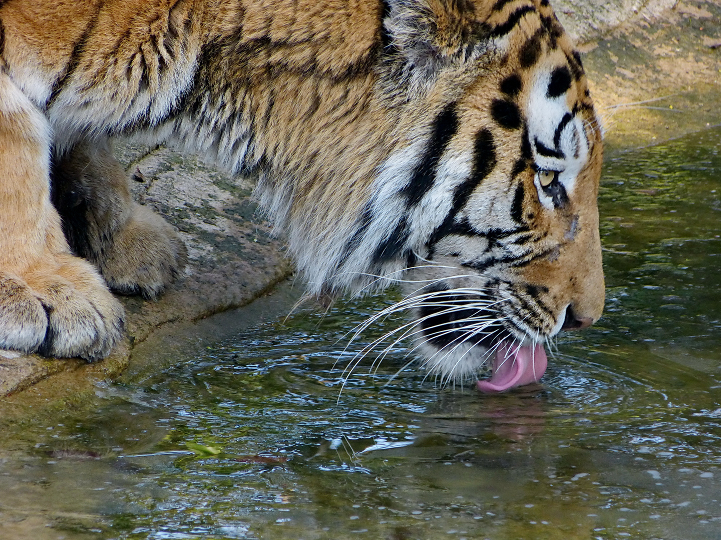 Wasser schmeckt immer 