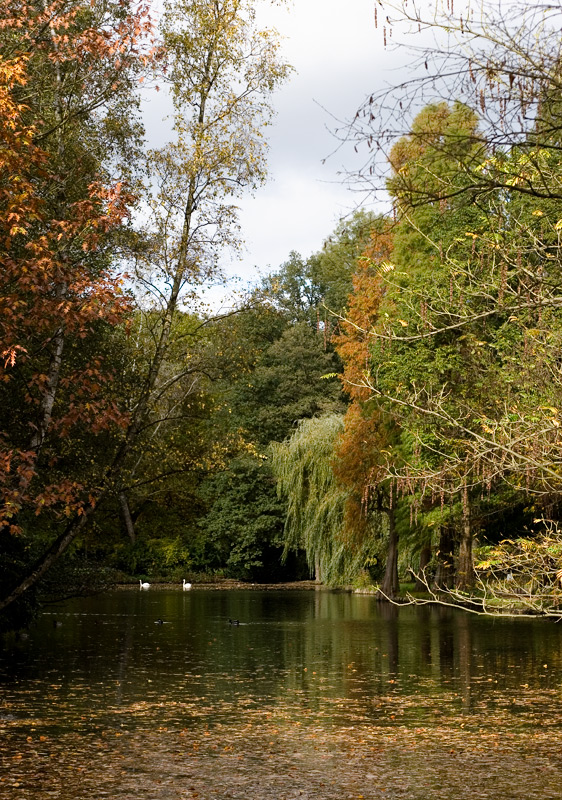 Wasser, Schwäne, Herbst