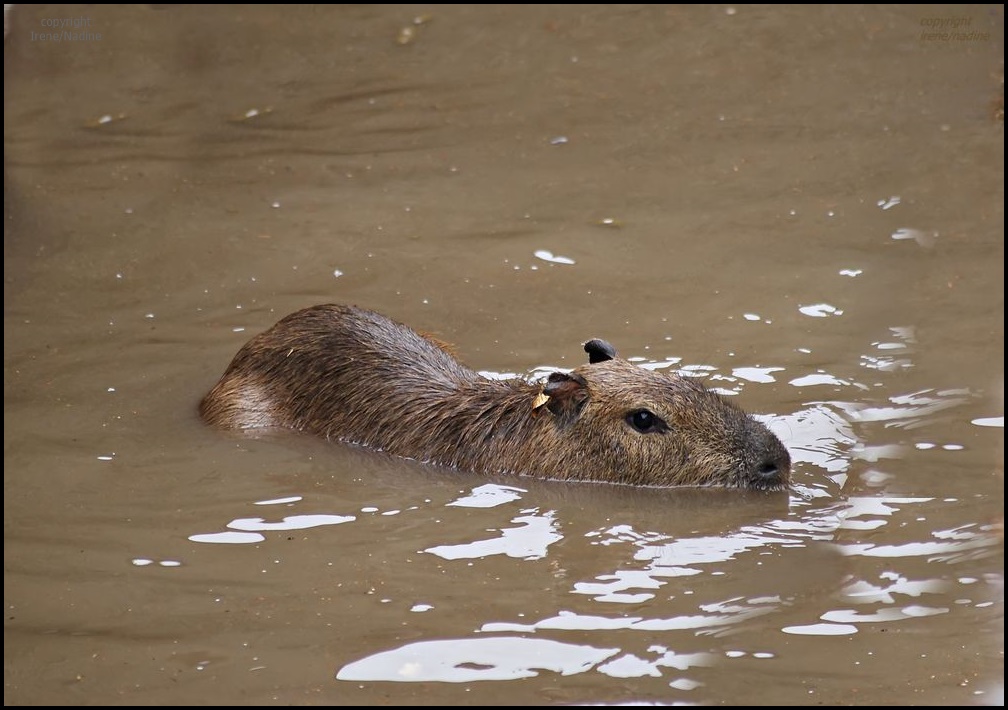 Wasser Schwein ...