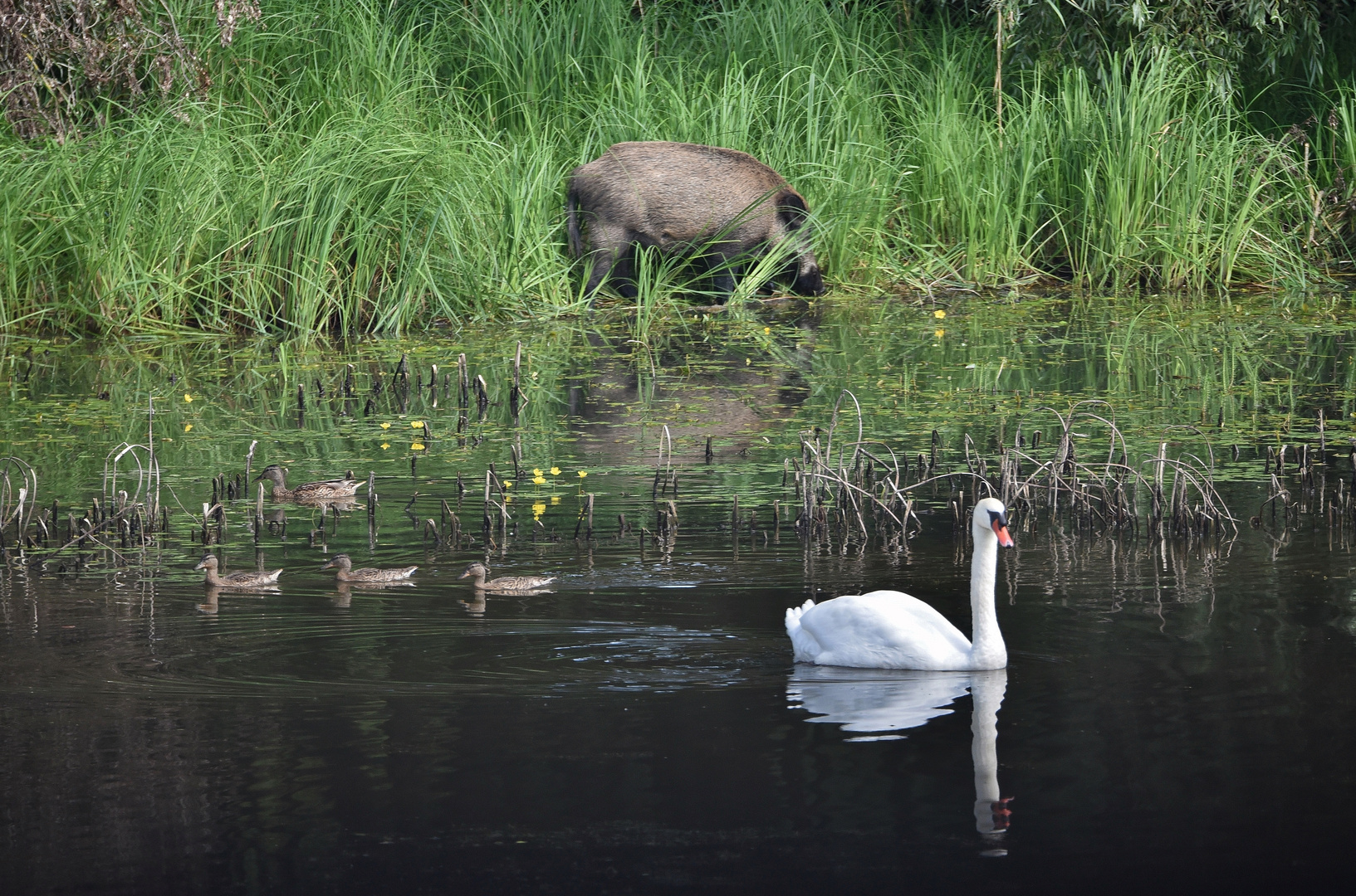 Wasser-Schwein_01