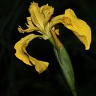 Wasser-Schwertlilie (Iris pseudacorus)