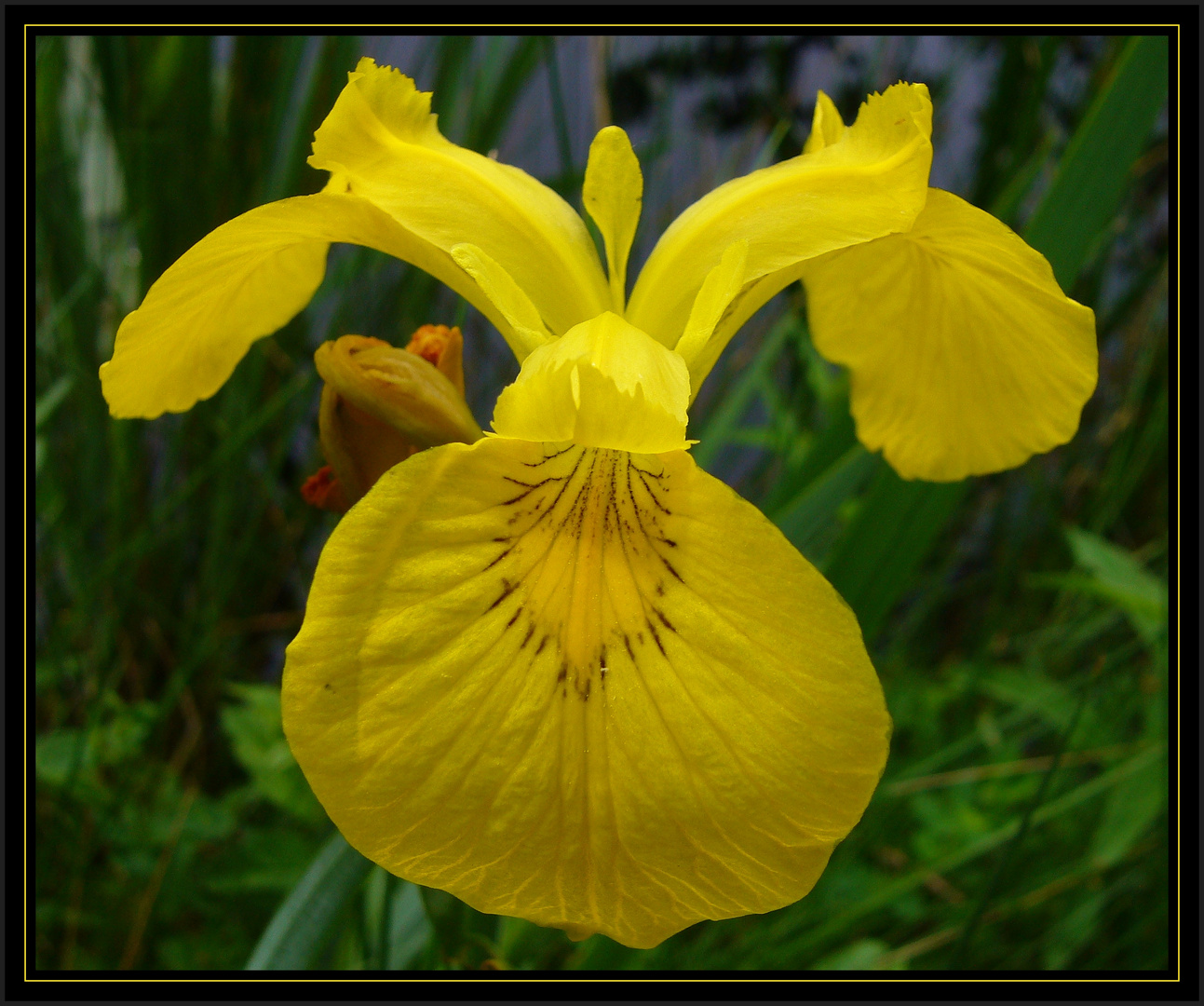 Wasser-Schwertlilie (Iris pseudacorus) - ein gelbes Leuchten im Gartenteich