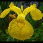 Wasser-Schwertlilie (Iris pseudacorus) - ein gelbes Leuchten im Gartenteich