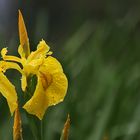 Wasser-Schwertlilie nach dem Regen