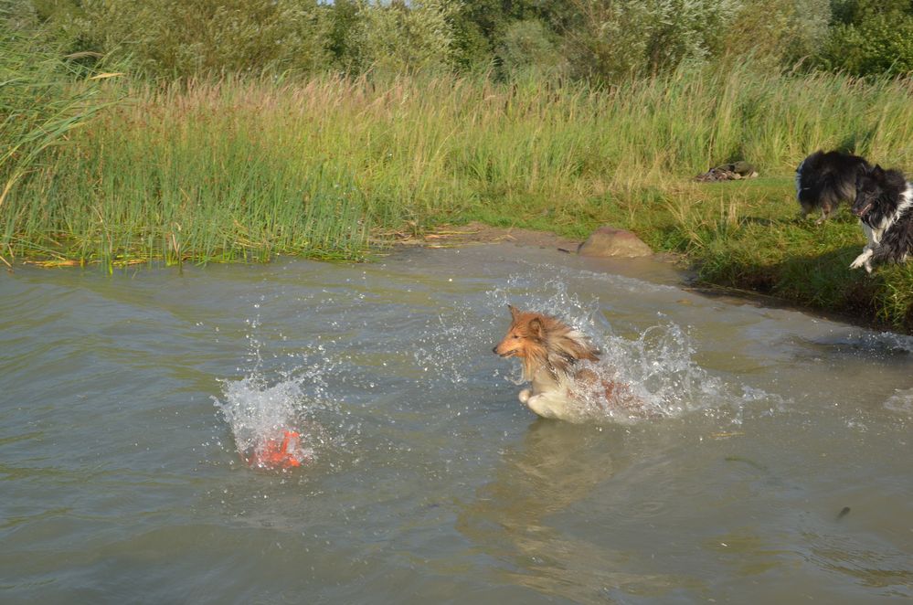 Wasser Sheltie