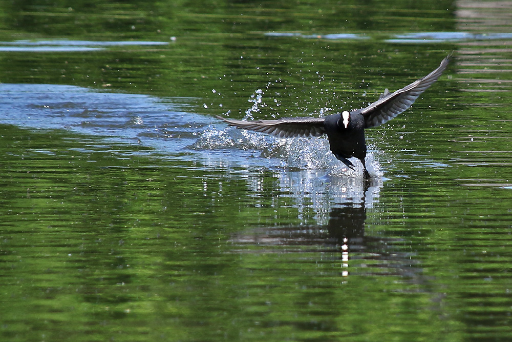 Wasser-Skater ?