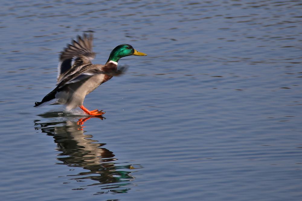 Wasser-Ski