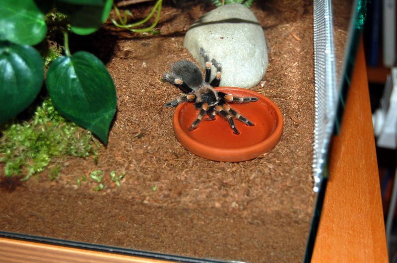 Wasser smithi