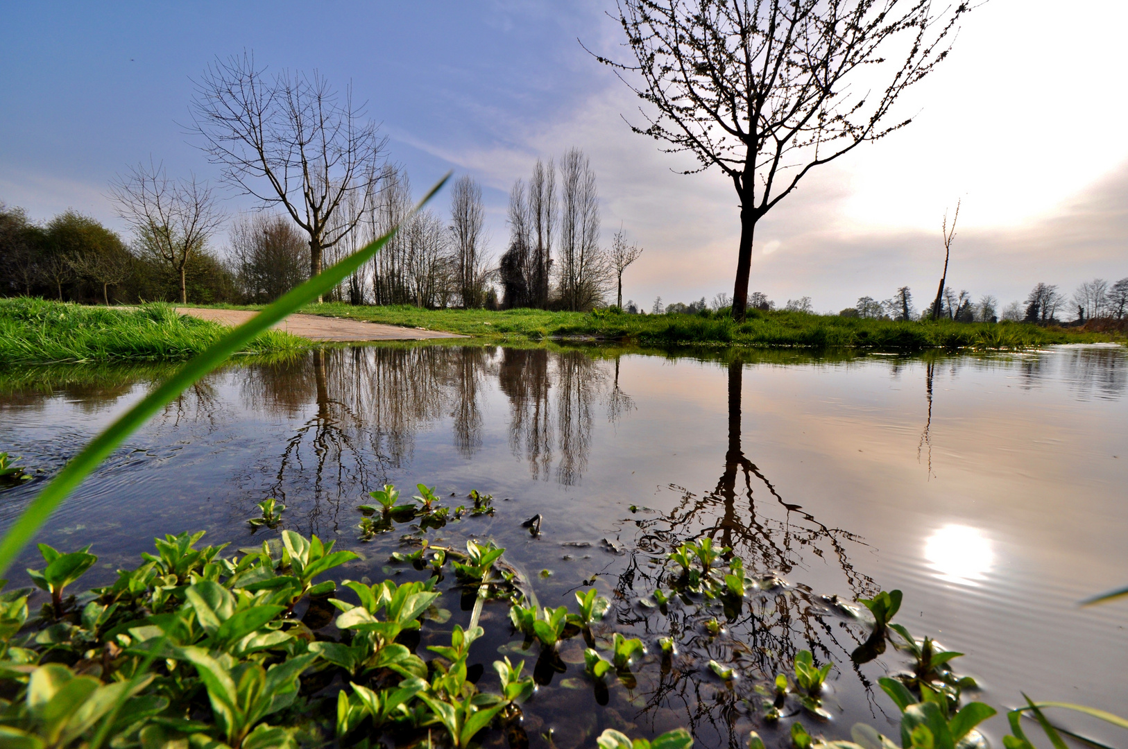 wasser, sonne, bäume