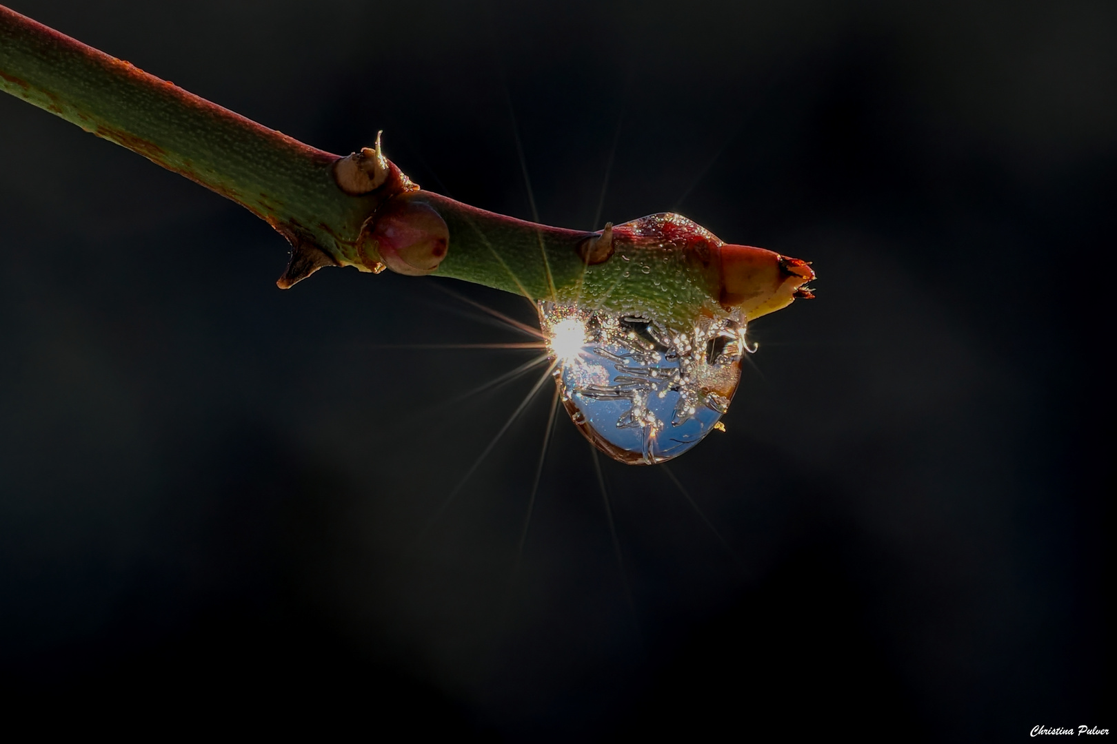 Wasser, Sonne, Brombeere