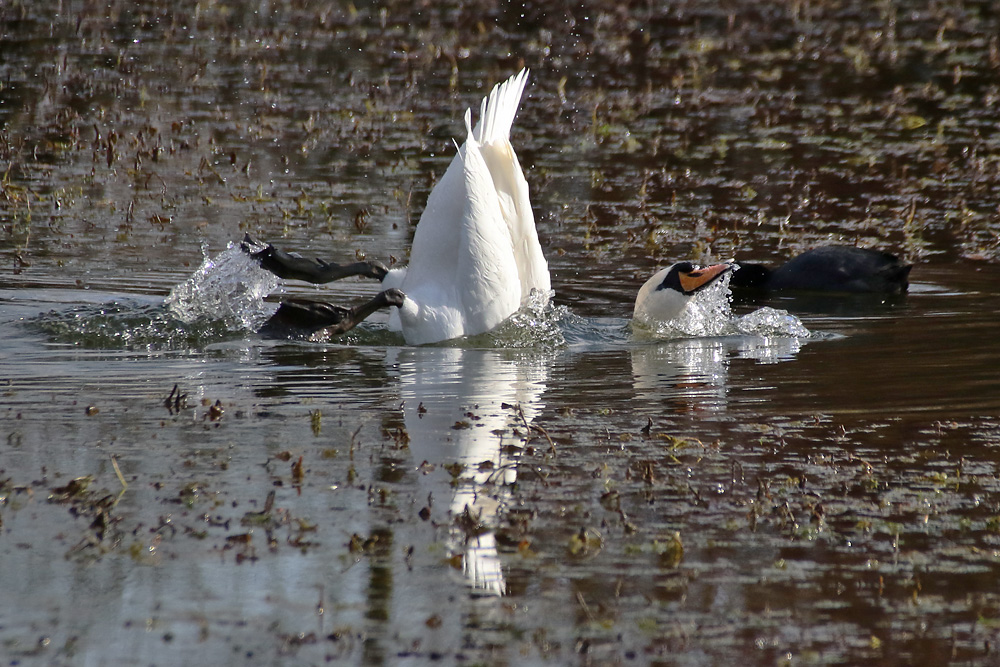 Wasser-Spass