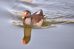 Wasser - Spiegel