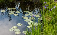 Wasser - Spiegel                                  DSC_2662-2