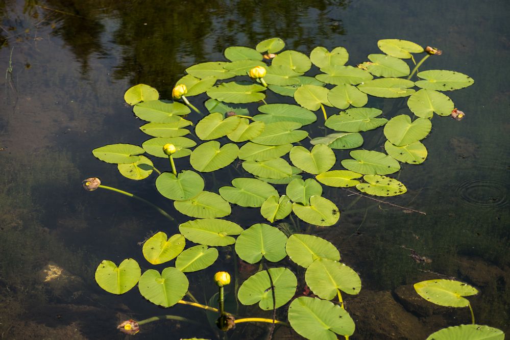 Wasser - Spiegel                                   DSC_2665-2