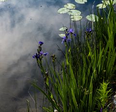 Wasser - Spiegel II                    DSC_2661-2