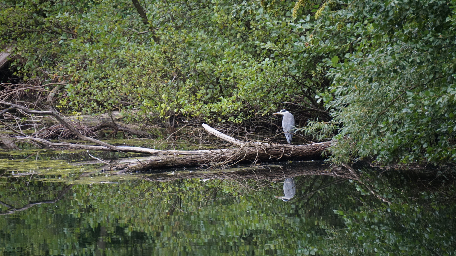 Wasser Spiegelung