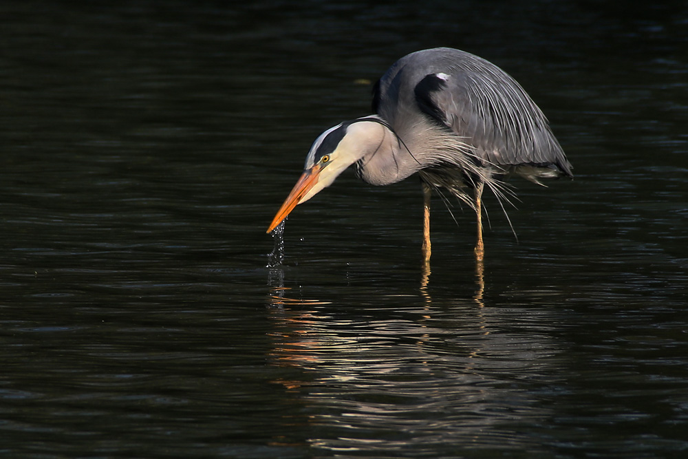 "Wasser-Spiel"