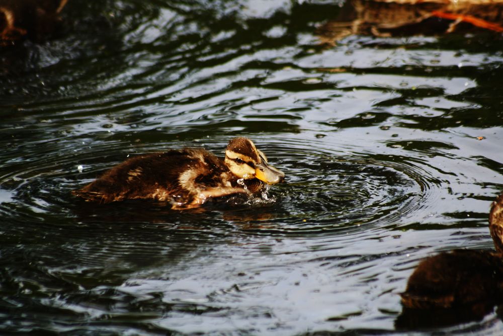 Wasser Spiele