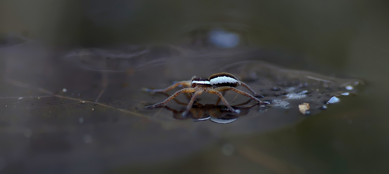 Wasser - spinne