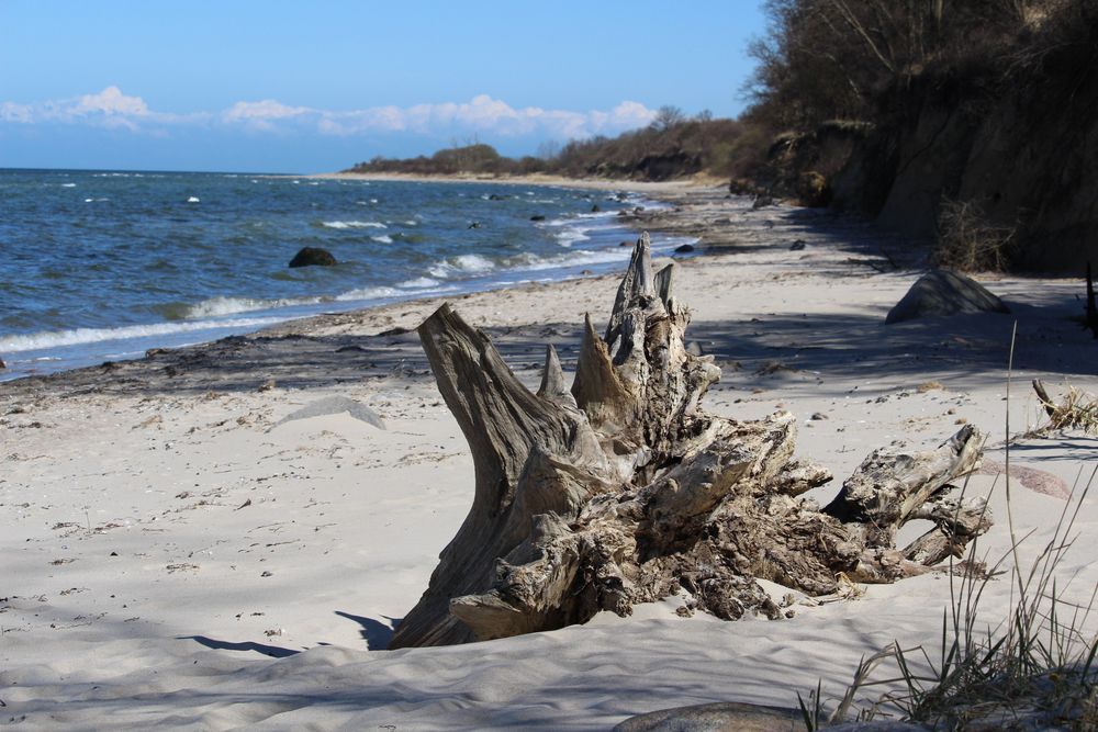 Wasser - Strand - Strandgut