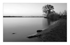 wasser, stück strand, baum