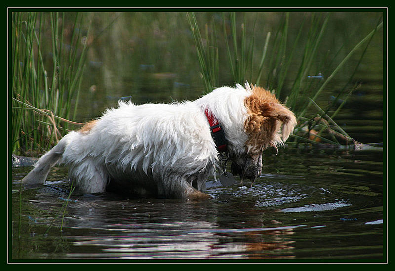 Wasser-Such-Hund..