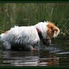 Wasser-Such-Hund..