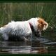 Wasser-Such-Hund..