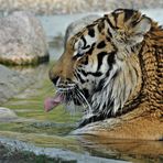 WASSER - TIGER