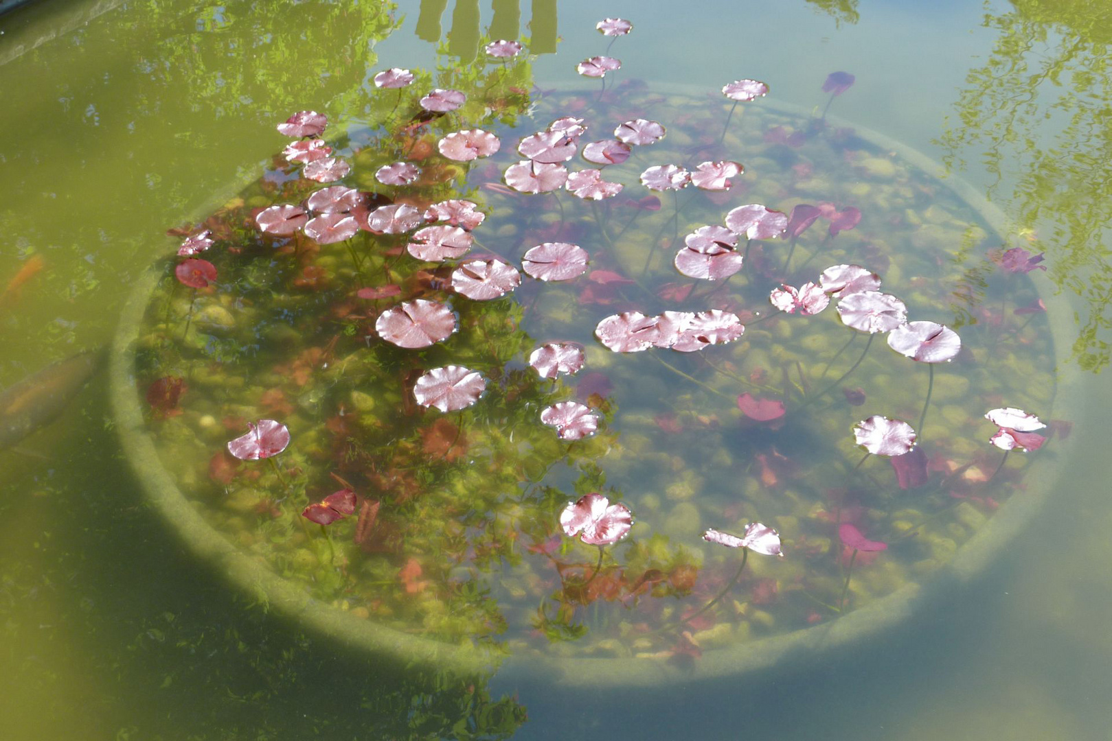 Wasser träumen Blüten