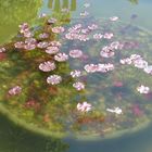 Wasser träumen Blüten