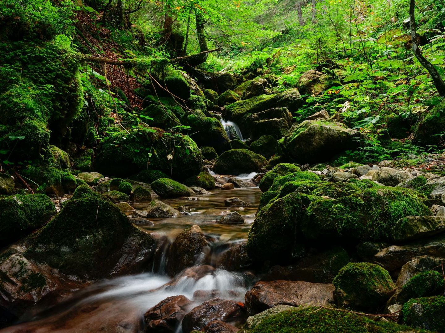 Wasser trifft auf Moos