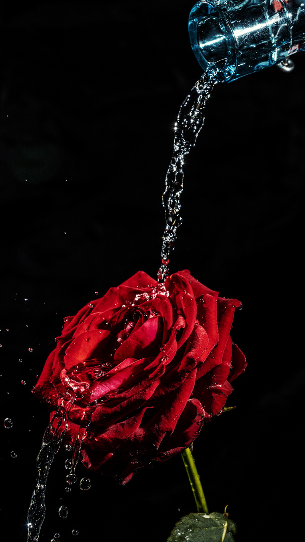 Wasser trifft Rose