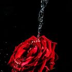 Wasser trifft Rose