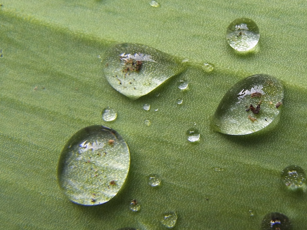 Wasser tropfen