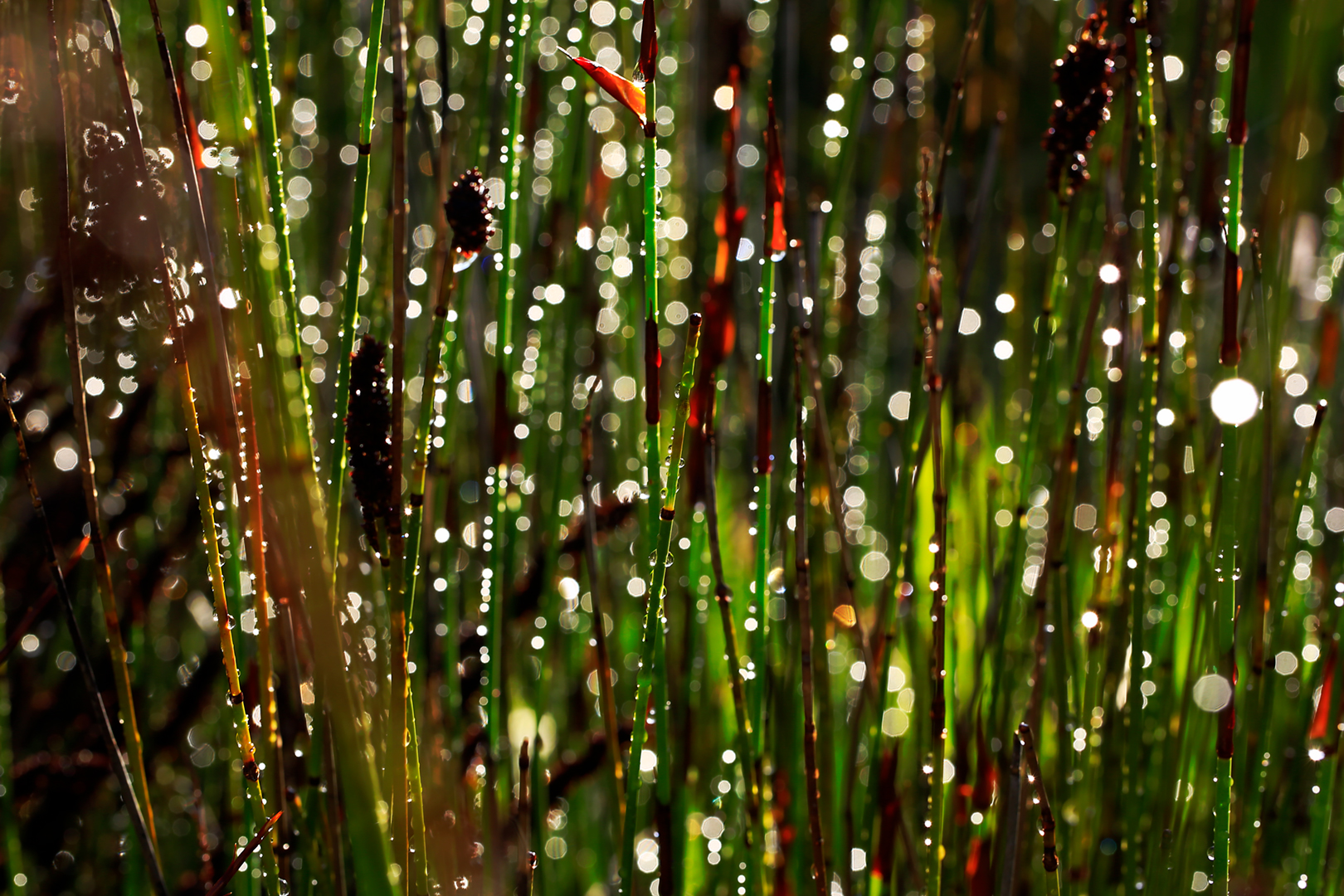 Wasser Tropfen~ water drops