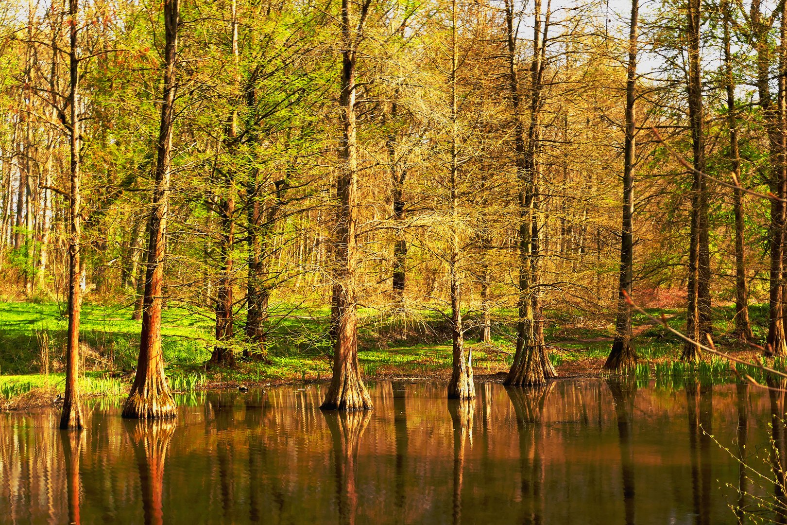 Wasser Tupelo Bäume