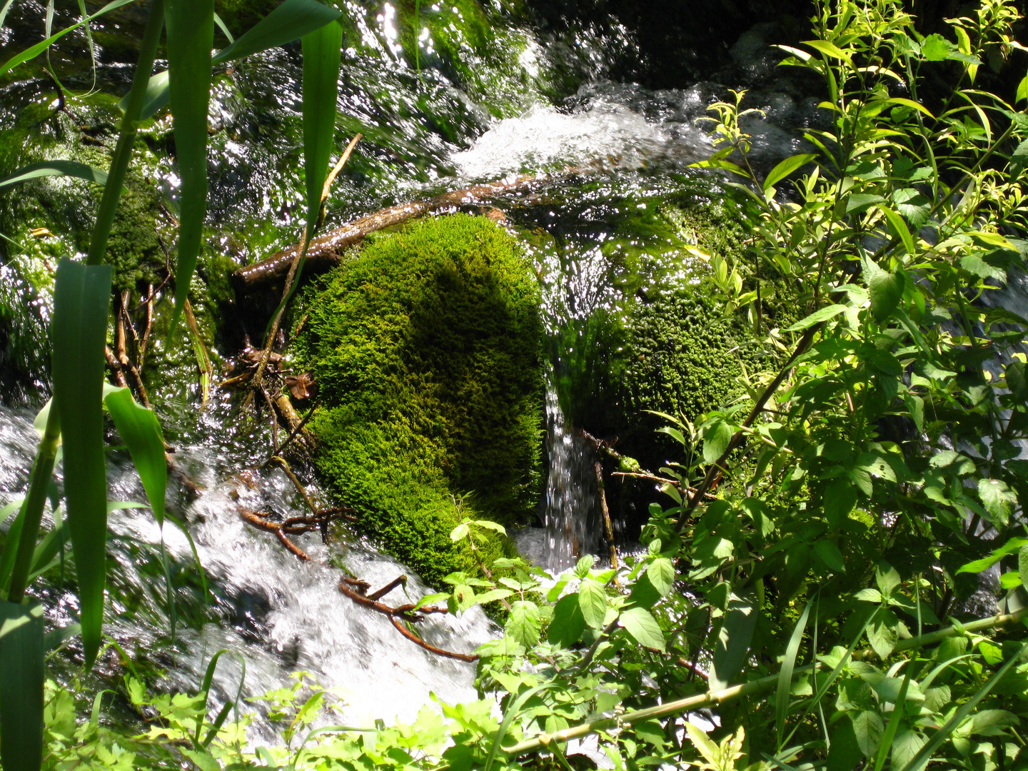 Wasser Über Moos