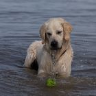 Wasser und ein Ball schon ist Balou glücklich.