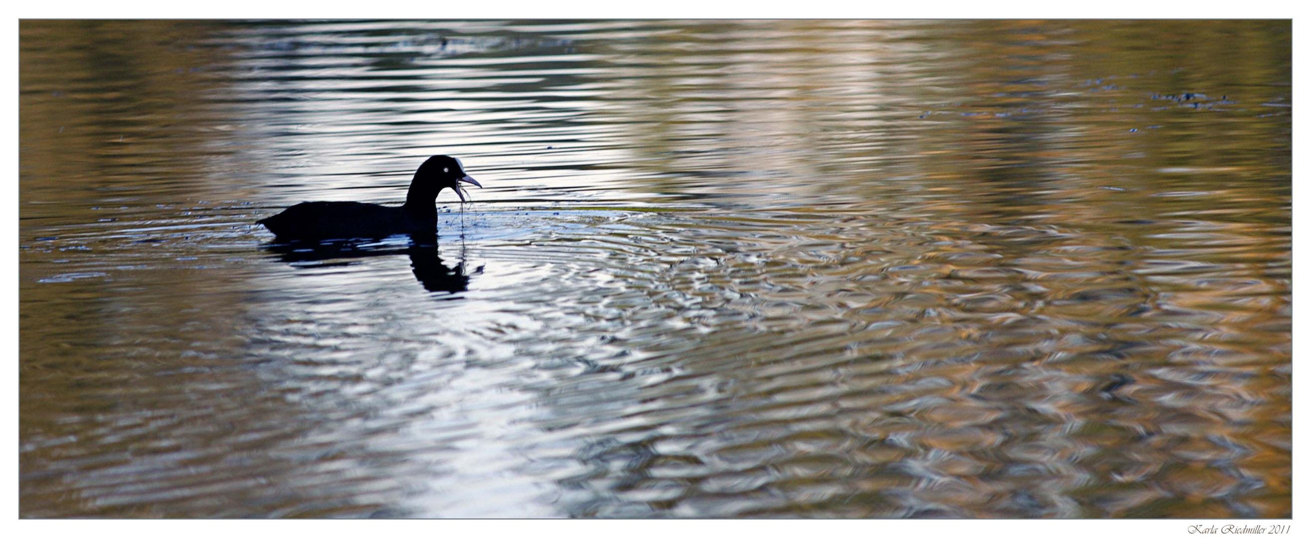 ... Wasser und eine futternde Ente ...