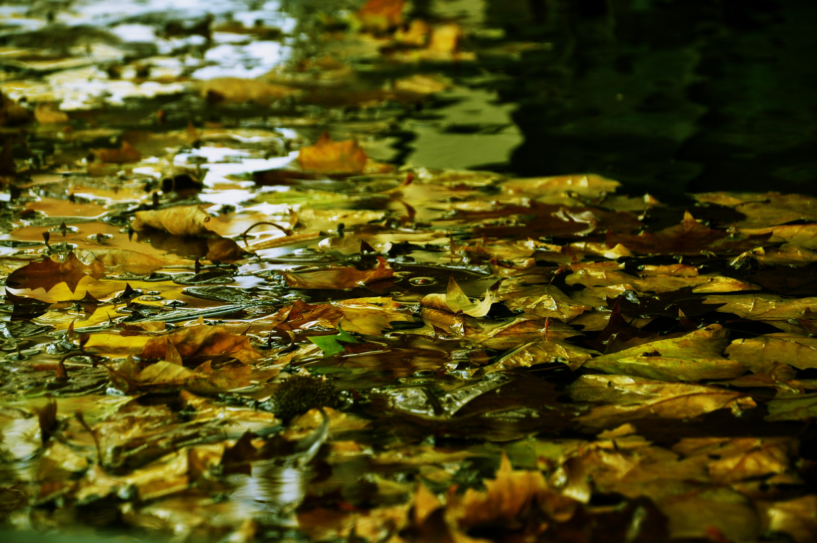 Wasser und gefallene Herbstblätter....