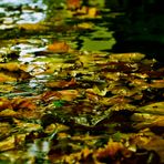 Wasser und gefallene Herbstblätter....
