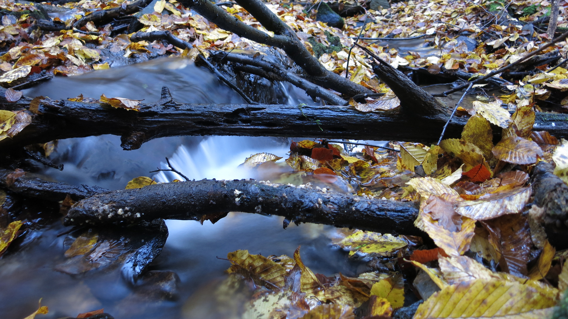 Wasser und Herbstlaub vereinigen sich !