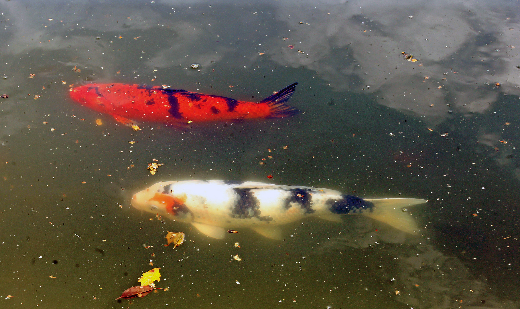 Wasser und Koi-Karpfen