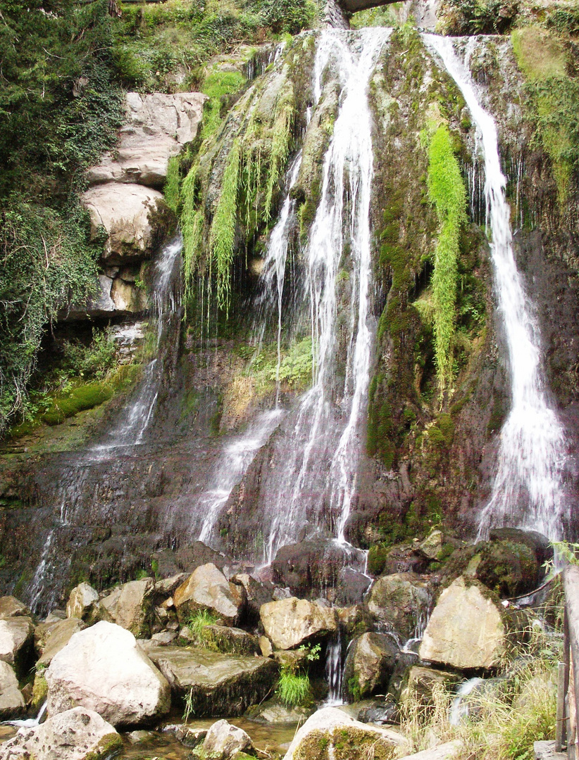 Wasser- und Pflanzenfall